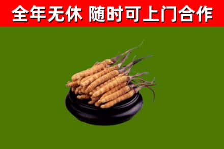 利州区烟酒回收冬虫夏草.jpg